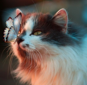 Cat staring at butterfly on its nose