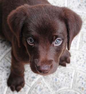 Cute brown labrador puppy